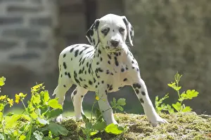 Dalmatians: Dalmatian Dog puppies