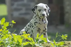 Dalmatians: Dalmatian Dog puppies