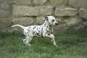 Dalmatians: Dalmatian Dog puppies