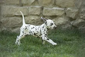 Dalmatians: Dalmatian Dog puppies