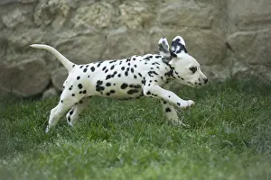 Dalmatians: Dalmatian Dog puppies