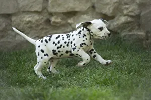 Dalmatians: Dalmatian Dog puppies