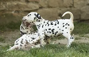Dalmatians: Dalmatian Dog puppies