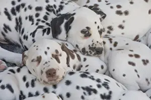 090517: Dalmatian Dog puppies
