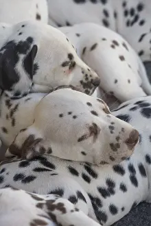 090517: Dalmatian Dog puppies