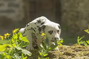 090517: Dalmatian Dog puppies