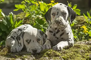 090517: Dalmatian Dog puppies