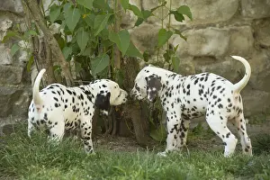 090517: Dalmatian Dog puppies