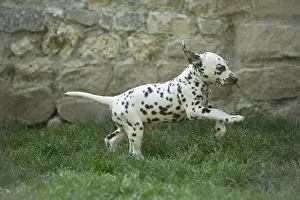 090517: Dalmatian Dog puppies
