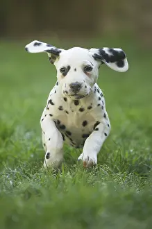 Dalmatians: Dalmatian Dog puppy