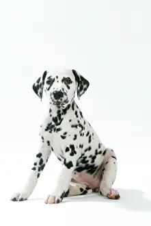 Dalmatian: Dalmatian Dog - puppy 8 weeks old