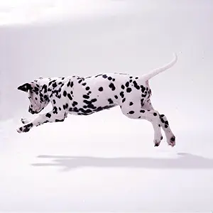 Pouncing: Dalmatian DOG - puppy jumping