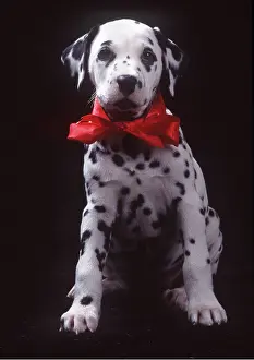 Dalmatian: Dalmatian DOG - puppy in red bow