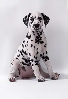 Dalmatian: DALMATIAN DOG - puppy sitting facing