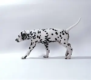 Dalmatian: Dalmatian DOG - puppy walking