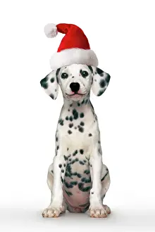 Dalmatians: Dalmatian dog, puppy, wearing a Santa hat, sitting