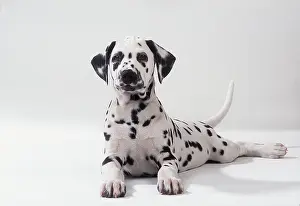 Dalmatian: Dalmatian DOG - resting, facing camera