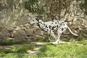 Dalmatians: Dalmatian Dog running