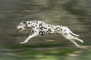 090517: Dalmatian Dog running