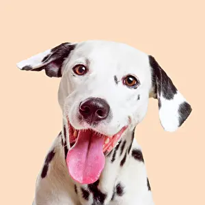 Everyday: Dalmatian Dog smiling with tongue hanging out