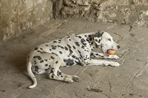090517: Dalmatian Dog with toy ball