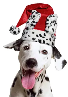 111219: Dalmatian Dog, wearing dalmatian Christmas hat