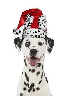 Dalmatians: Dalmatian Dog, wearing dalmatian Christmas hat