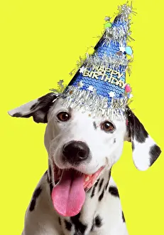 Dalmatians: Dalmatian Dog wearing Happy Birthday party hat Digital