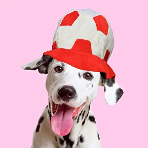 Football: Dalmatian Dog wearing red and white football hat