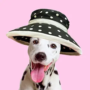 Hanging: Dalmatian Dog wearing spotted wide brimmed hat and smiling
