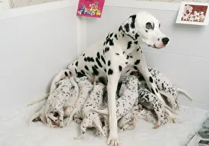 Whelping: Dalmatian - Dog whelping