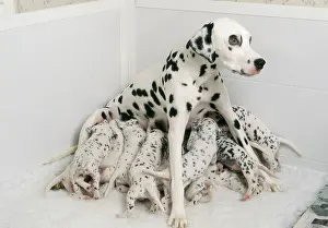 Whelping: Dalmatian - Dog whelping