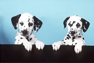 Dalmatian: DALMATIAN DOGS - Puppies x two