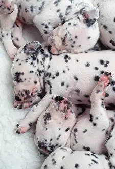 Dalmatian: DALMATIAN DOGS - puppys close-up of litter sleeping