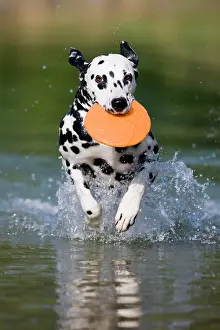 Dalmatian: Dalmatian with a frisbee in its mouth running through