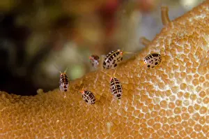 Dalmatian: Dalmatian Ladybug Amphipod