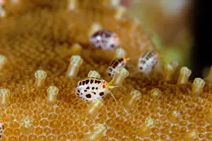 Dalmatian: Dalmatian Ladybug Amphipod