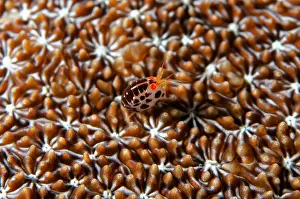 Dalmatian: Dalmatian Ladybug Amphipod