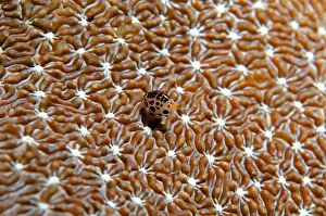Dalmatian: Dalmatian Ladybug Amphipod