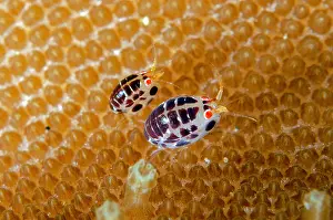 Dalmatian: Dalmatian Ladybug Amphipod