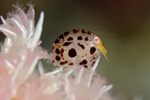Dalmatian: Dalmatian Ladybug Amphipod - on Glomerate Tree Coral