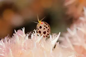 Dalmatian: Dalmatian Ladybug Amphipod - on Glomerate Tree Coral