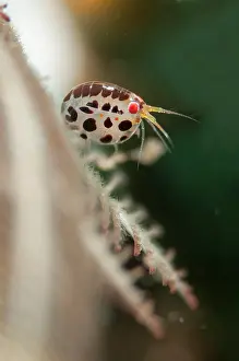 Dalmatian: Dalmatian Ladybug Amphipods
