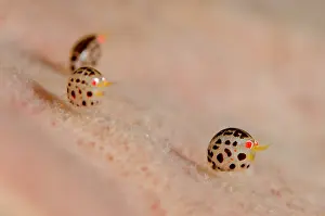 Sponge: Dalmatian Ladybug Amphipods