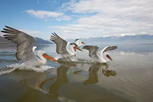Kerkini: Dalmatian Pelican