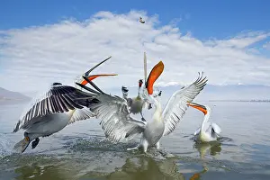 Thrown: Dalmatian Pelican