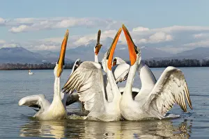 Thrown: Dalmatian Pelican