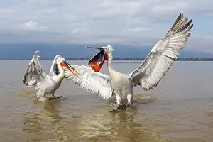 Thrown: Dalmatian Pelican