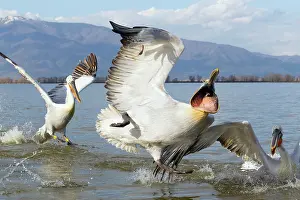 Thrown: Dalmatian Pelican