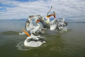 Thrown: Dalmatian Pelican